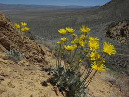 Image of nakedstem sunray