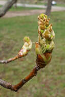 Image of American Sweetgum