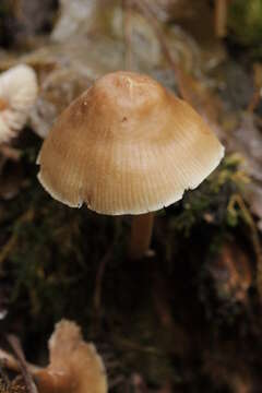 Image of Common Bonnet