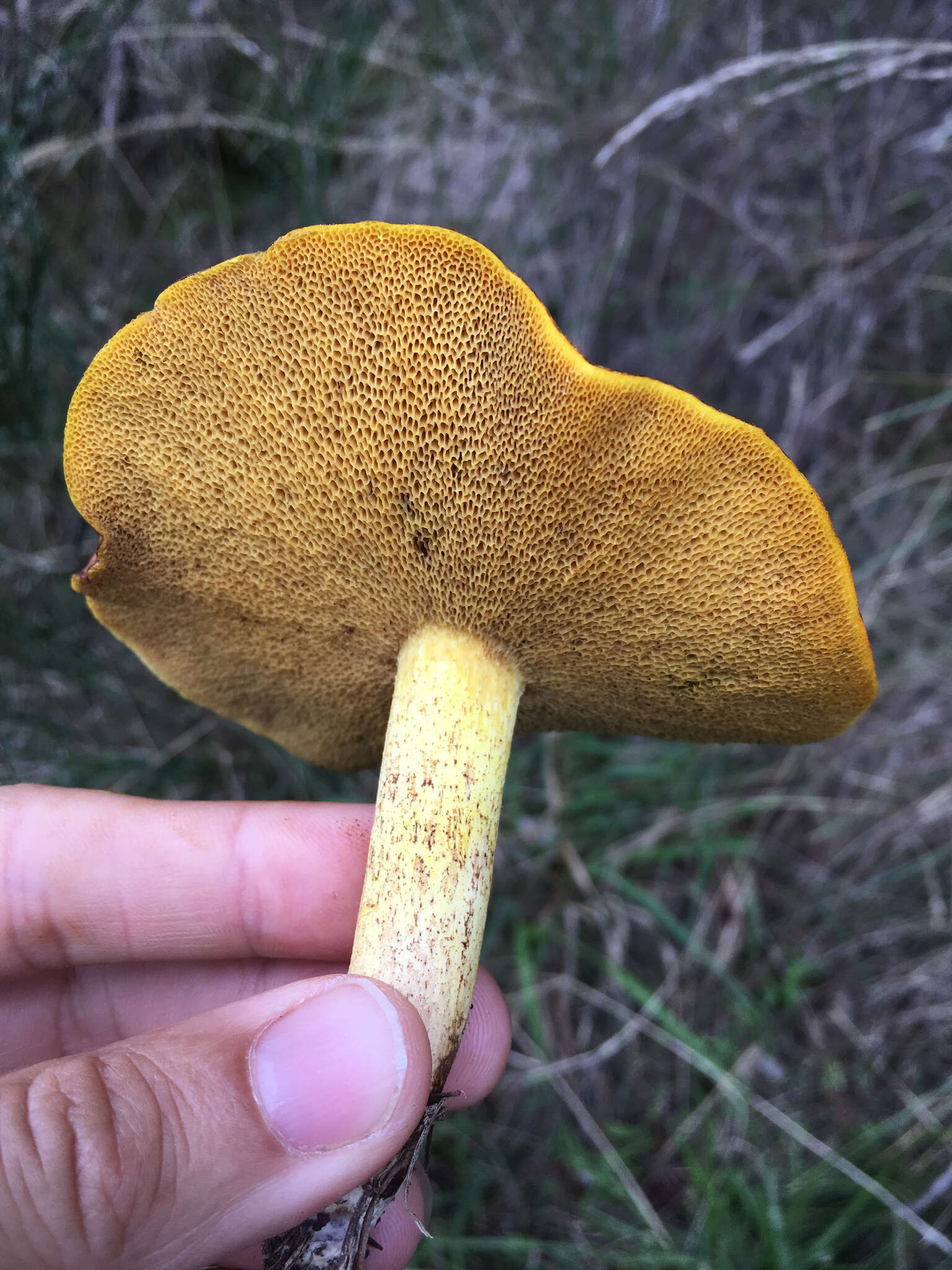 Image of Suillus granulatus (L.) Roussel 1796