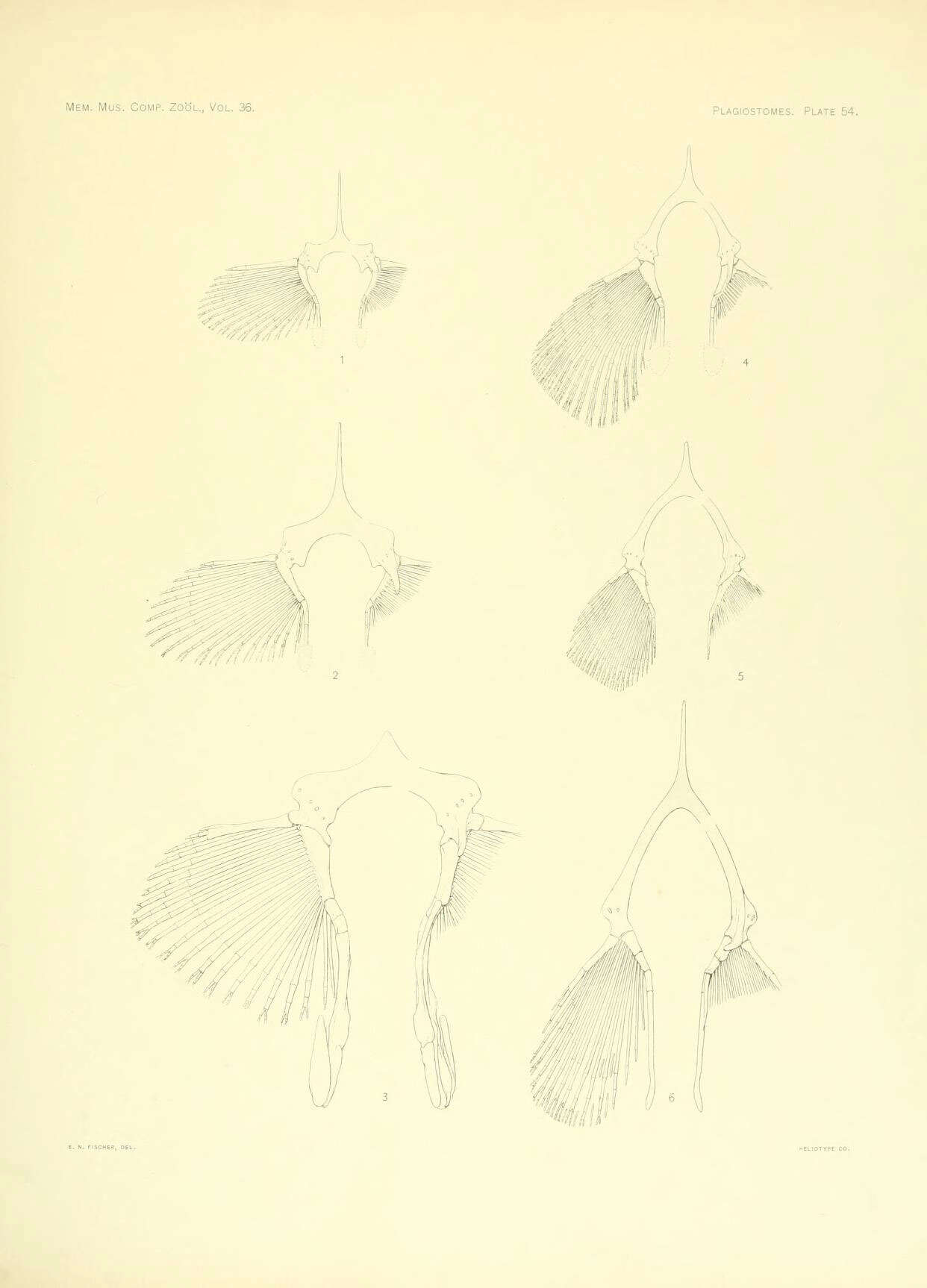 Слика од Rhinoptera