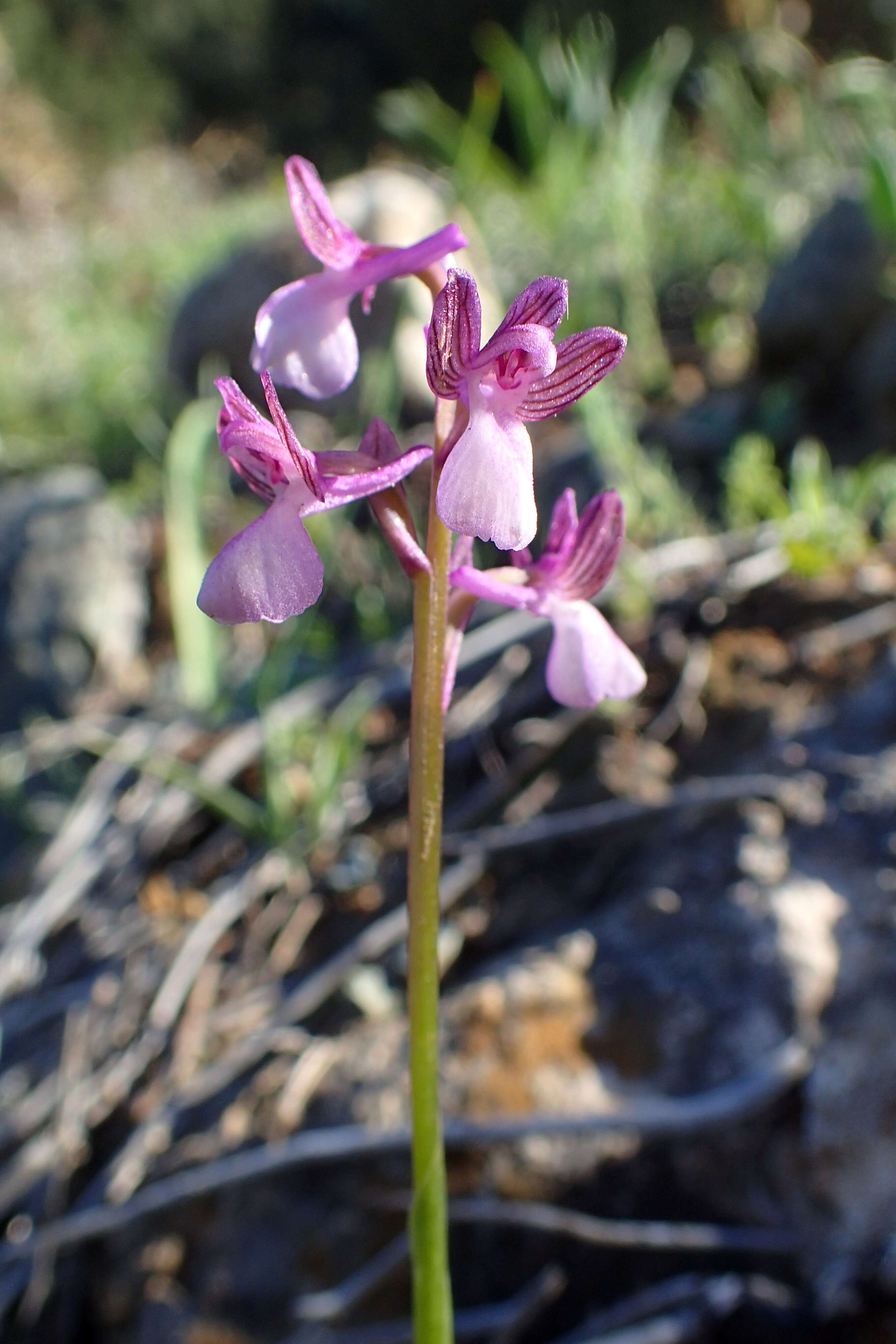 Image of Anacamptis morio subsp. syriaca (E. G. Camus) H. Kretzschmar, Eccarius & H. Dietr.