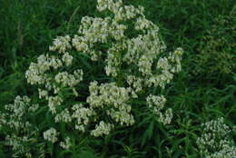 Image of purple meadow-rue