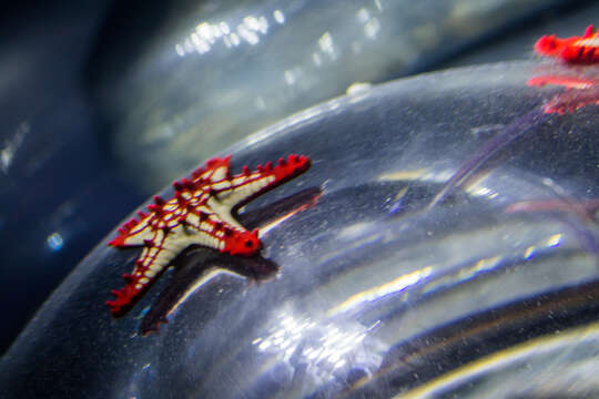 Image of African red knob sea star