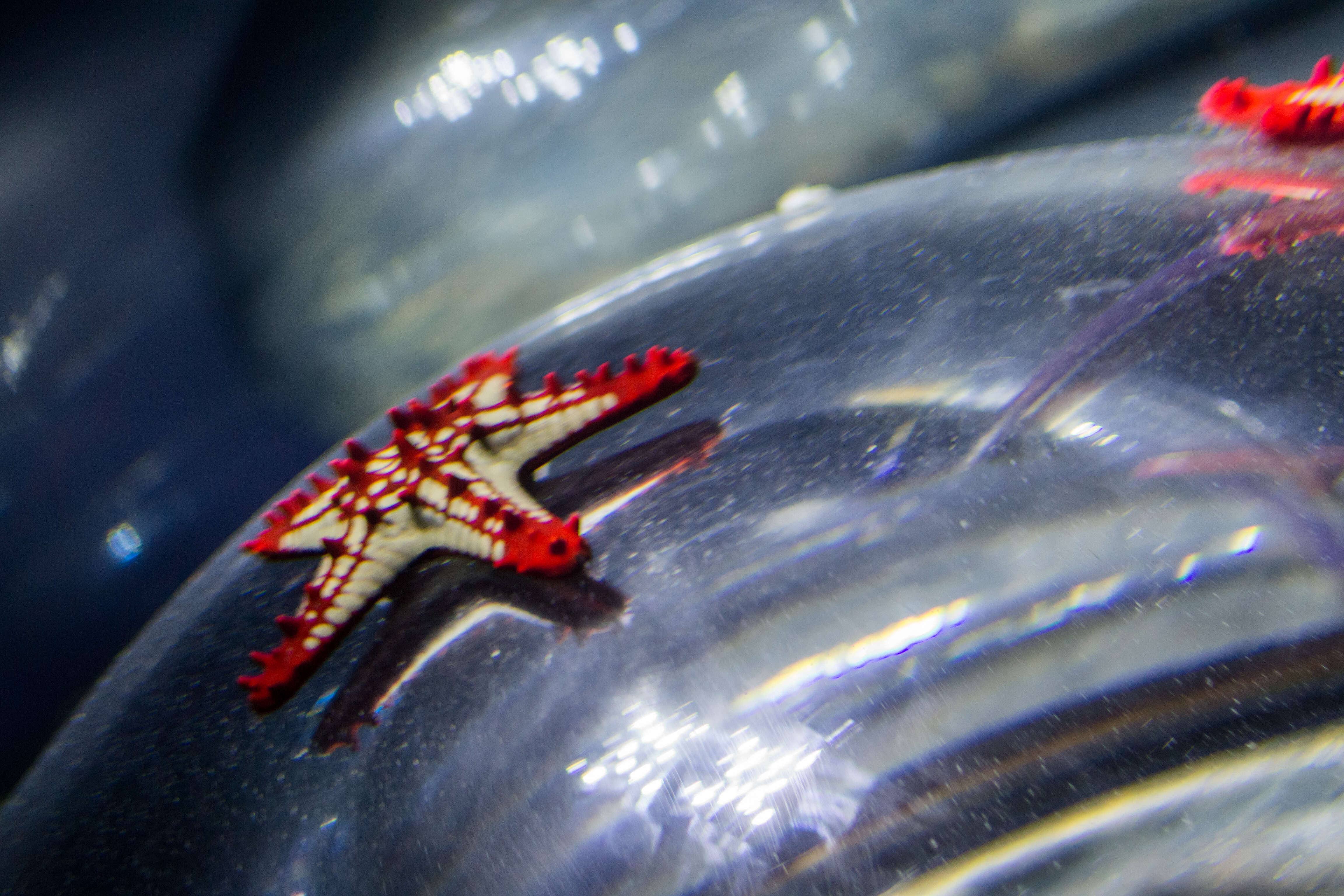 Image of African red knob sea star