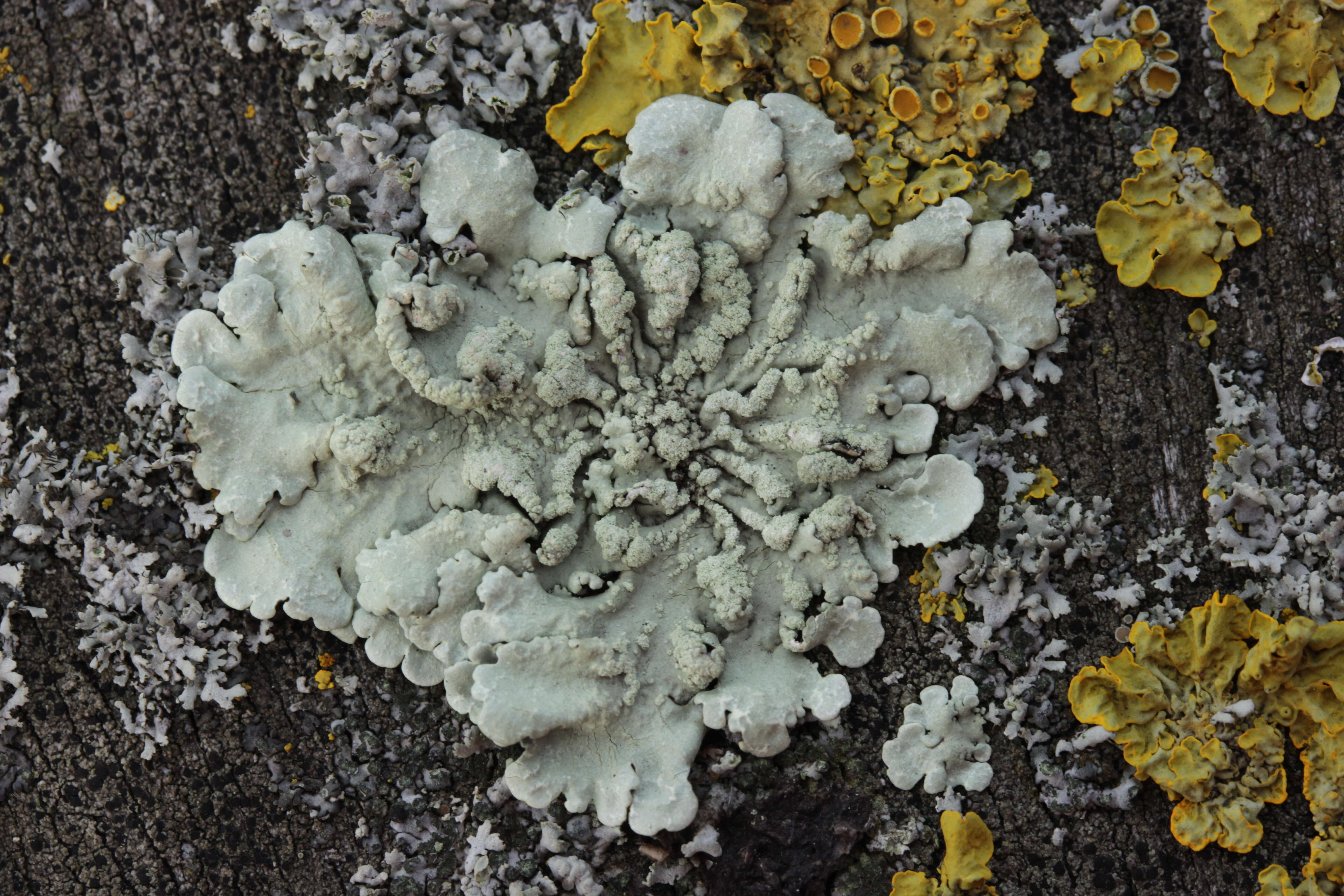 Image of Flavoparmelia soredians (Nyl.) Hale