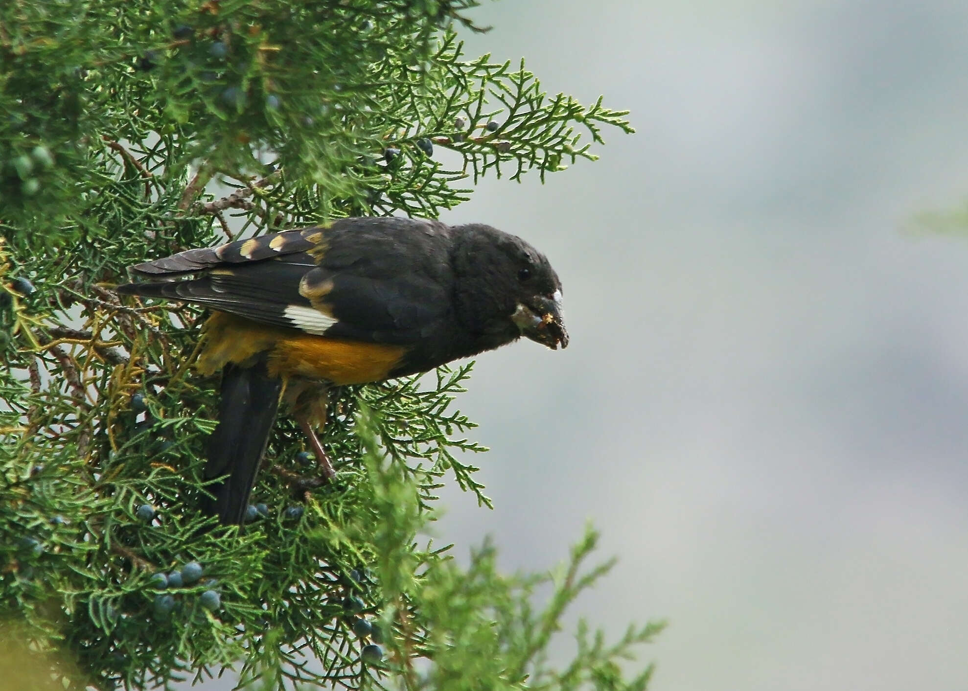 Image of White-winged Grosbeak