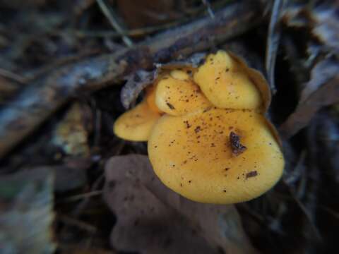 Imagem de Hygrophoropsis aurantiaca (Wulfen) Maire 1921