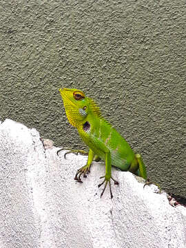 Image of Common green forest lizard