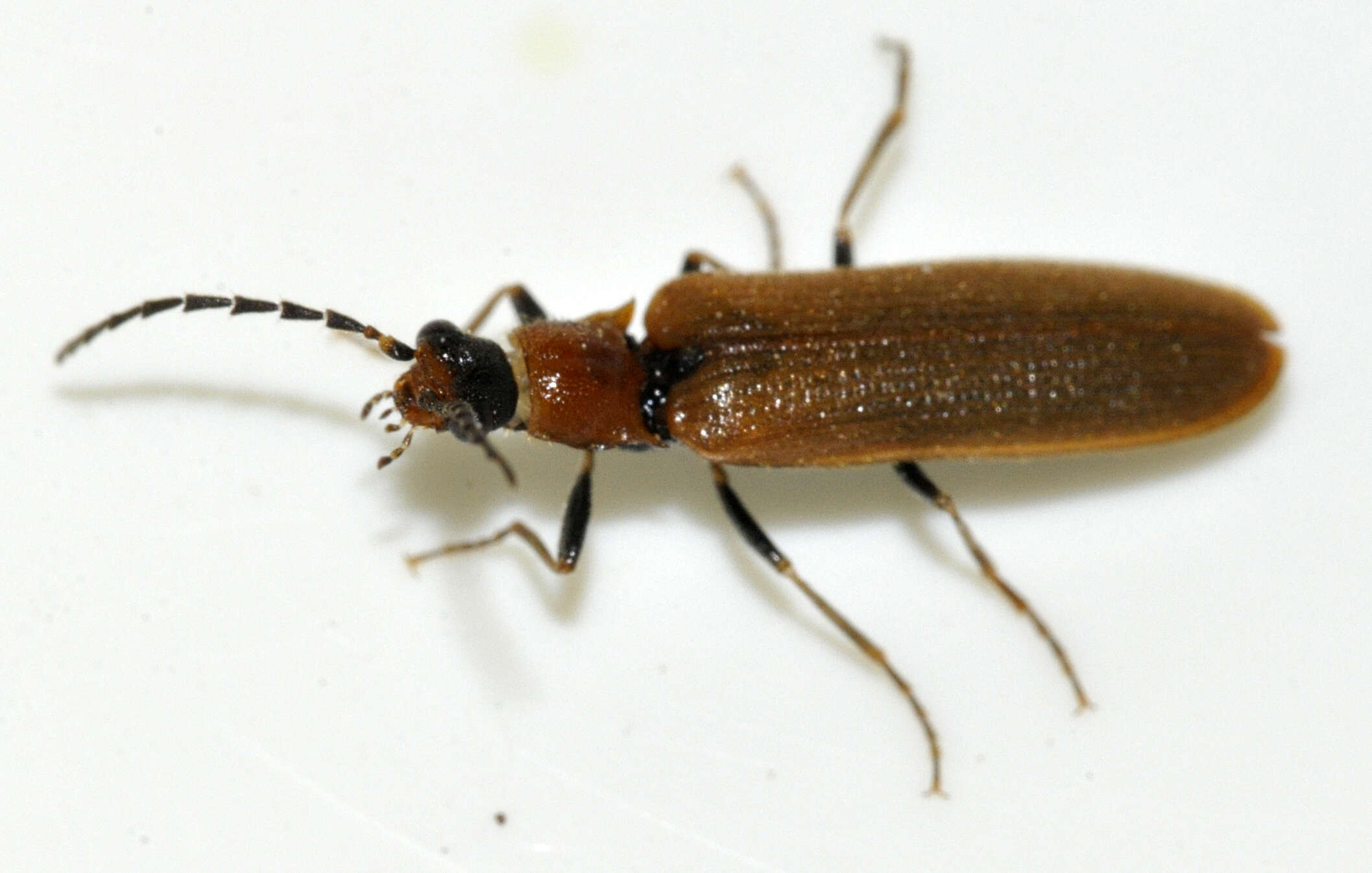 Image of Denticollis linearis