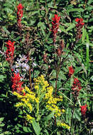 Solidago canadensis L. resmi