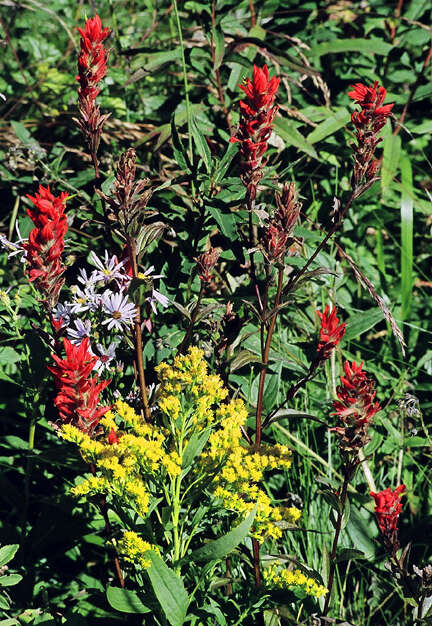 Solidago canadensis L. resmi