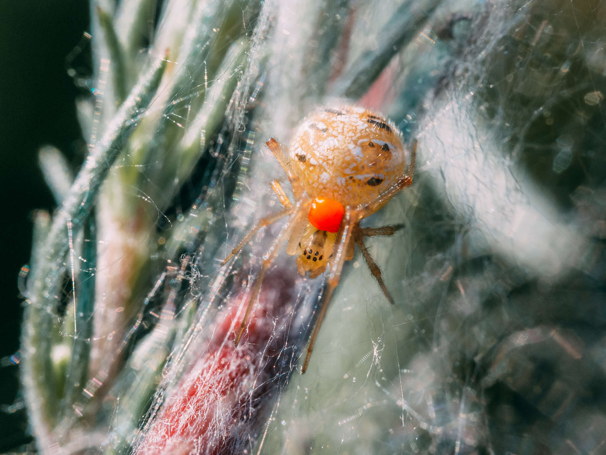 Image of Forest Cobweb Weaver