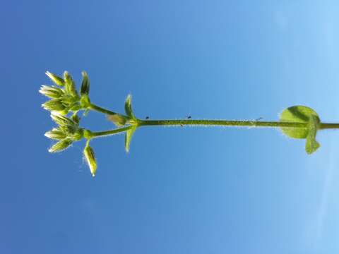 Image of sticky chickweed