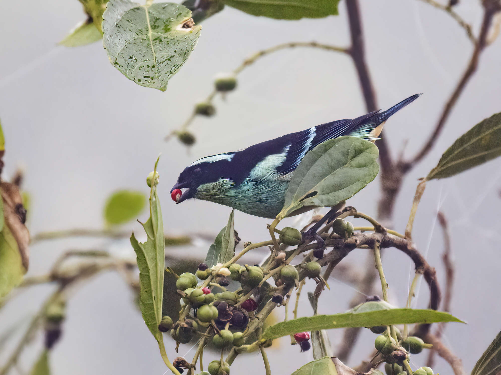 Слика од Tangara cyanotis (Sclater & PL 1858)