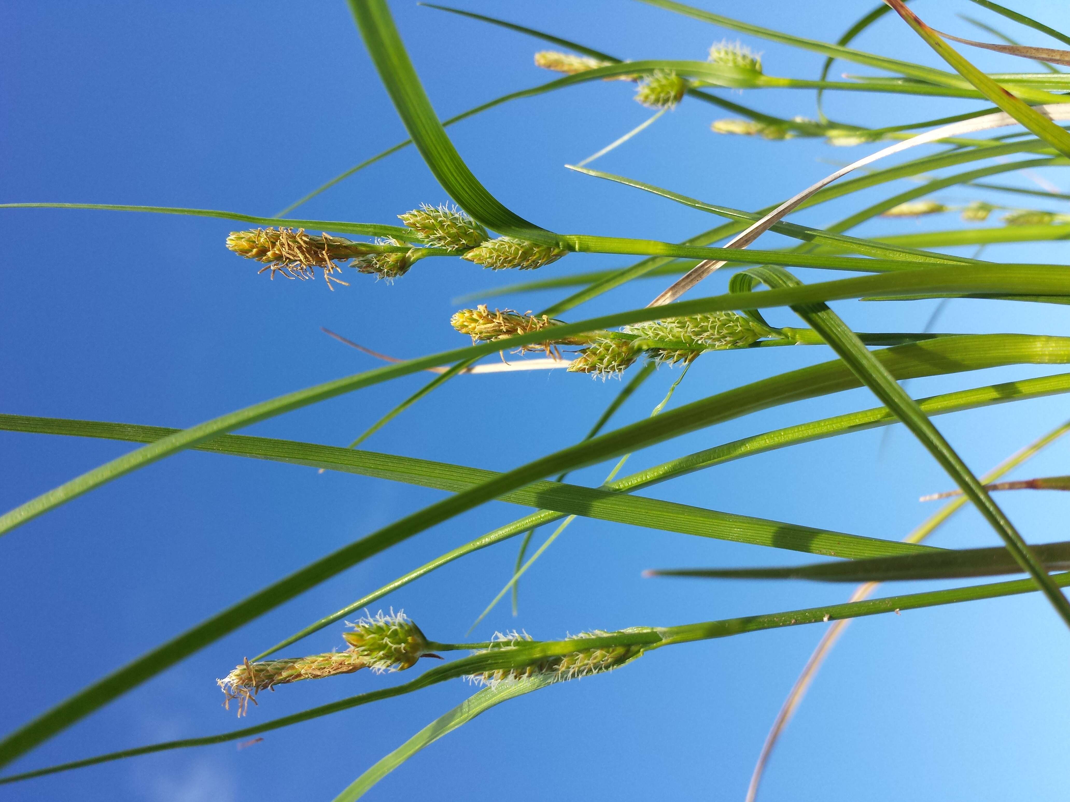 Image of Carex viridula