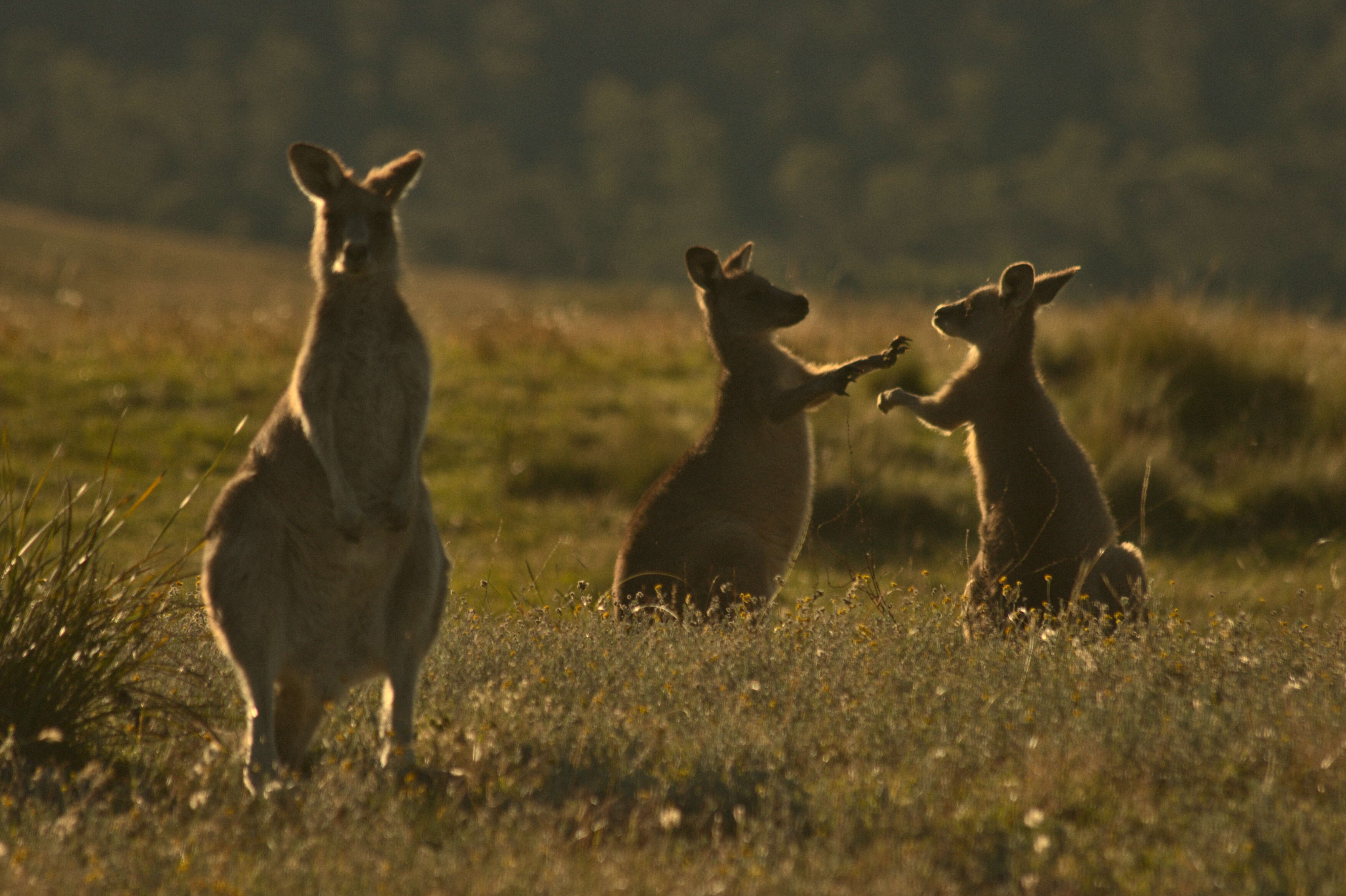 Image of kangaroo