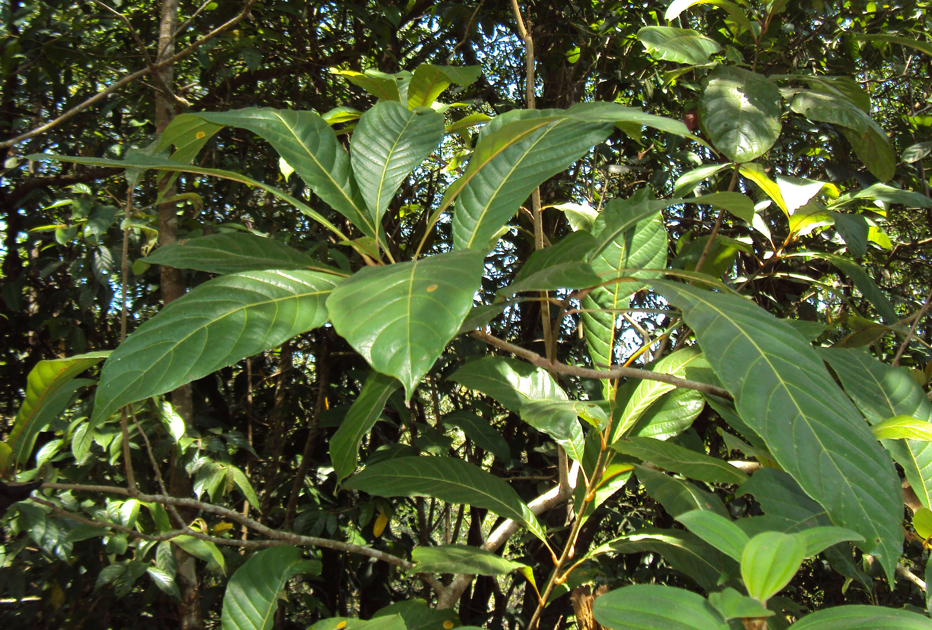 Image of Meliosma simplicifolia (Roxb.) Walp.