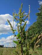 Imagem de Rumex obtusifolius L.