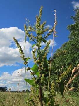 Imagem de Rumex obtusifolius L.