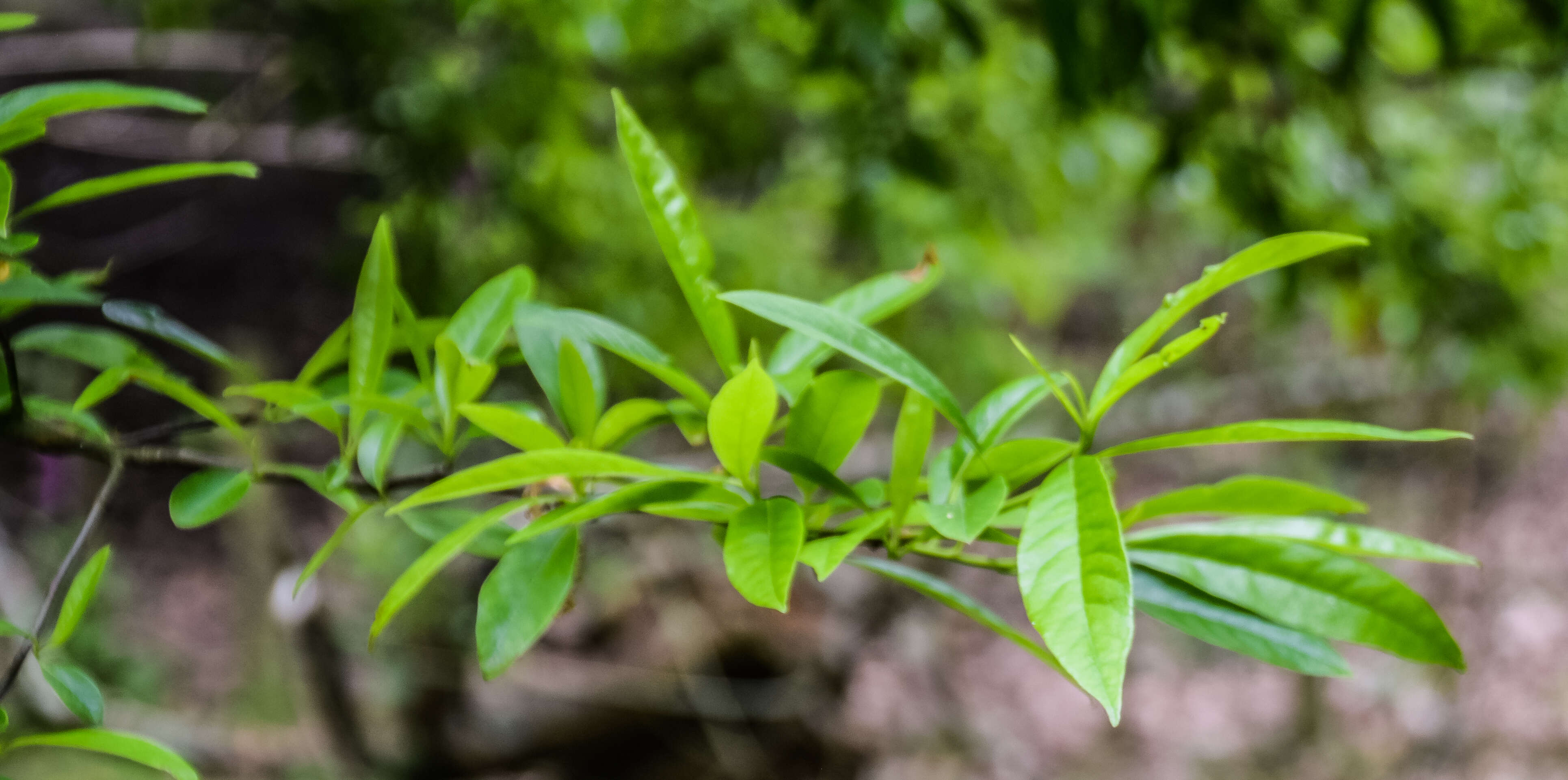 Image of tupelogum