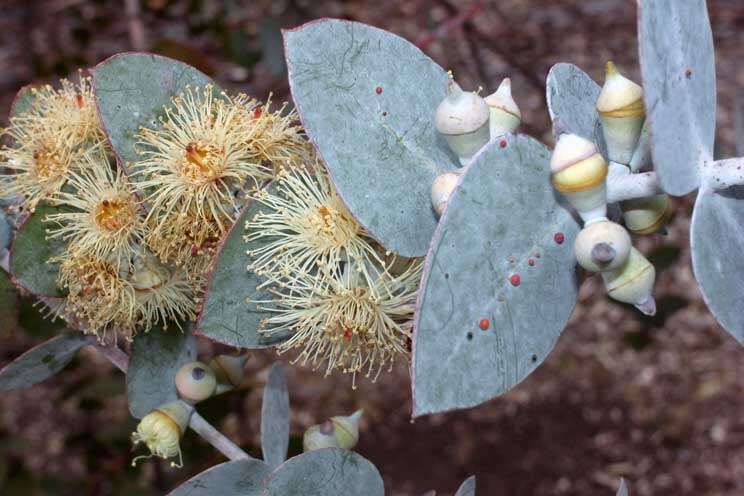 Imagem de Eucalyptus pulverulenta Sims