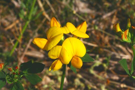 Image of Common Bird's-foot-trefoil