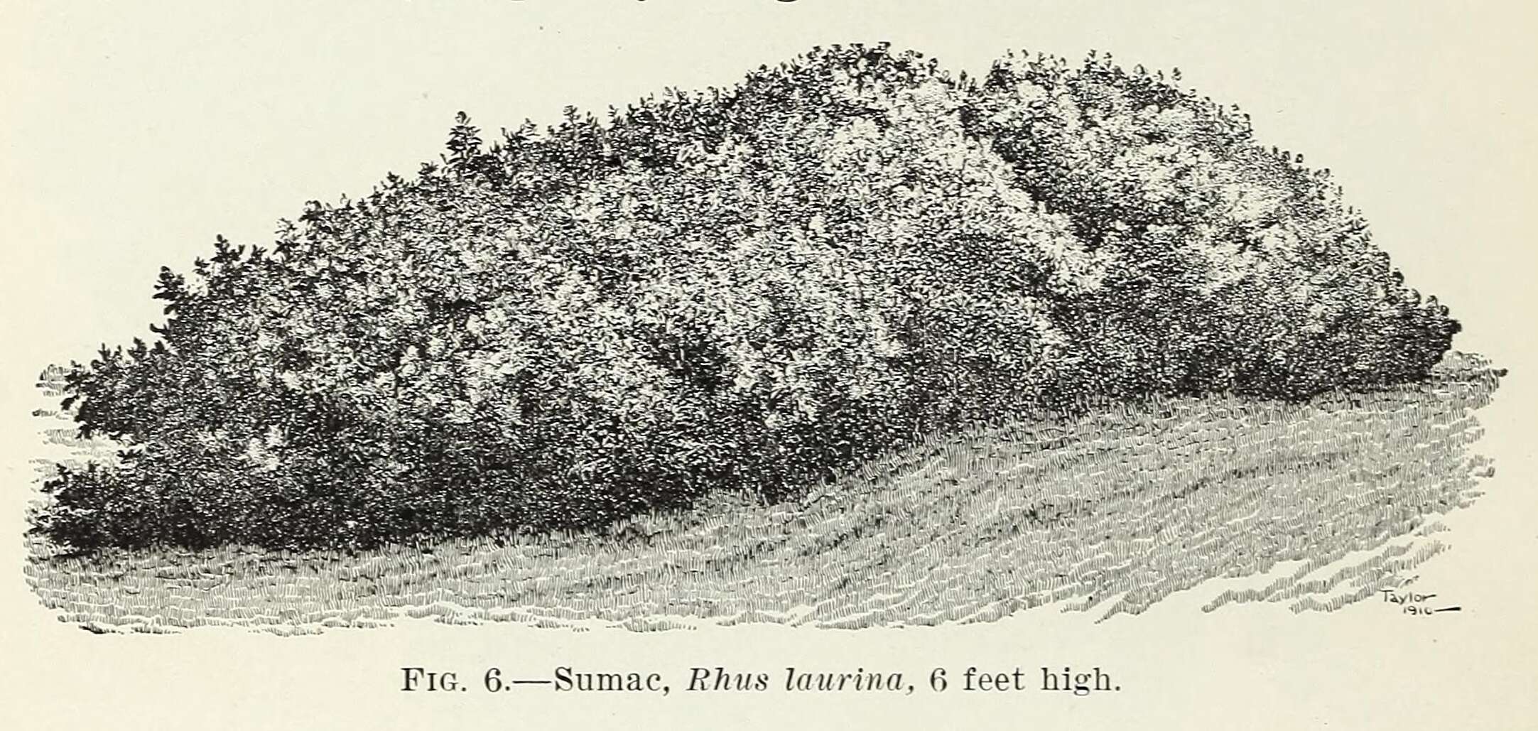 Image of laurel sumac