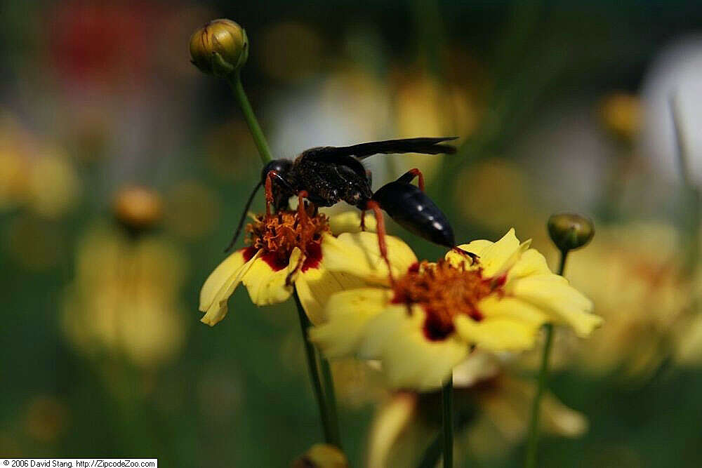 Image of Katydid Wasp