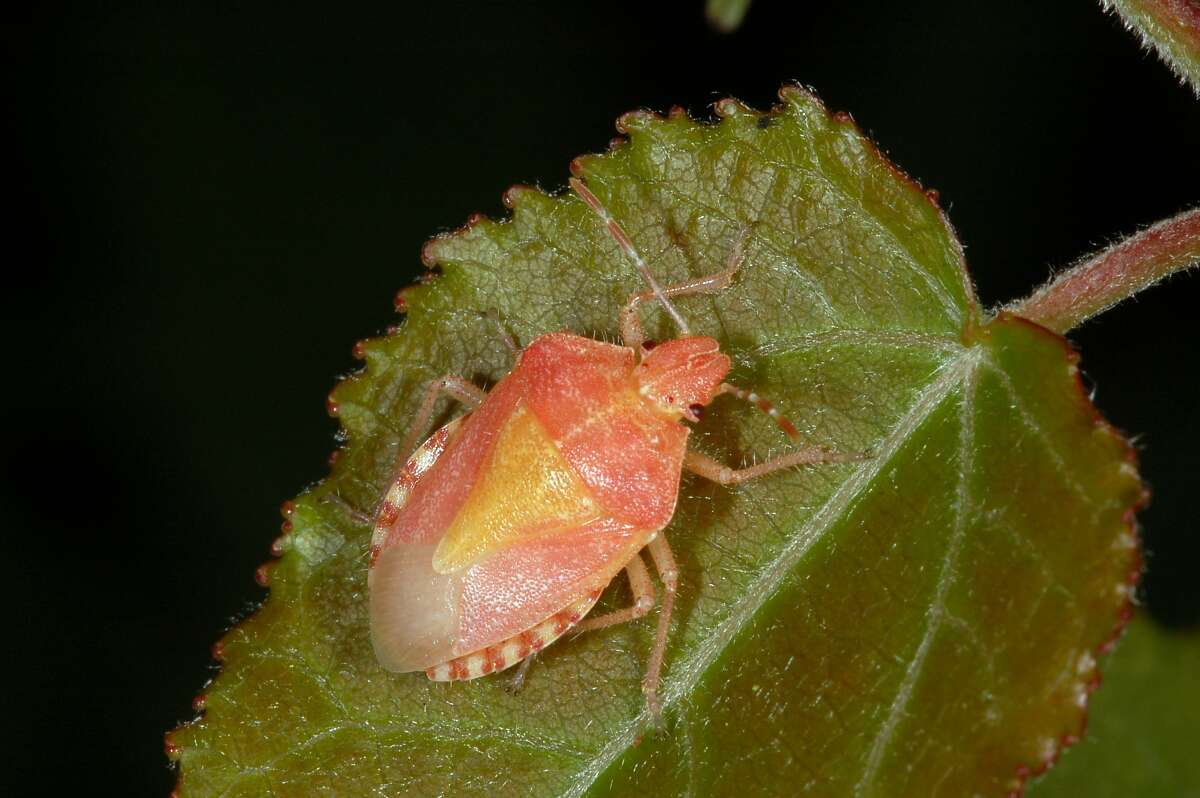 Image of sloe bug