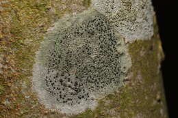 Image of lecidella lichen