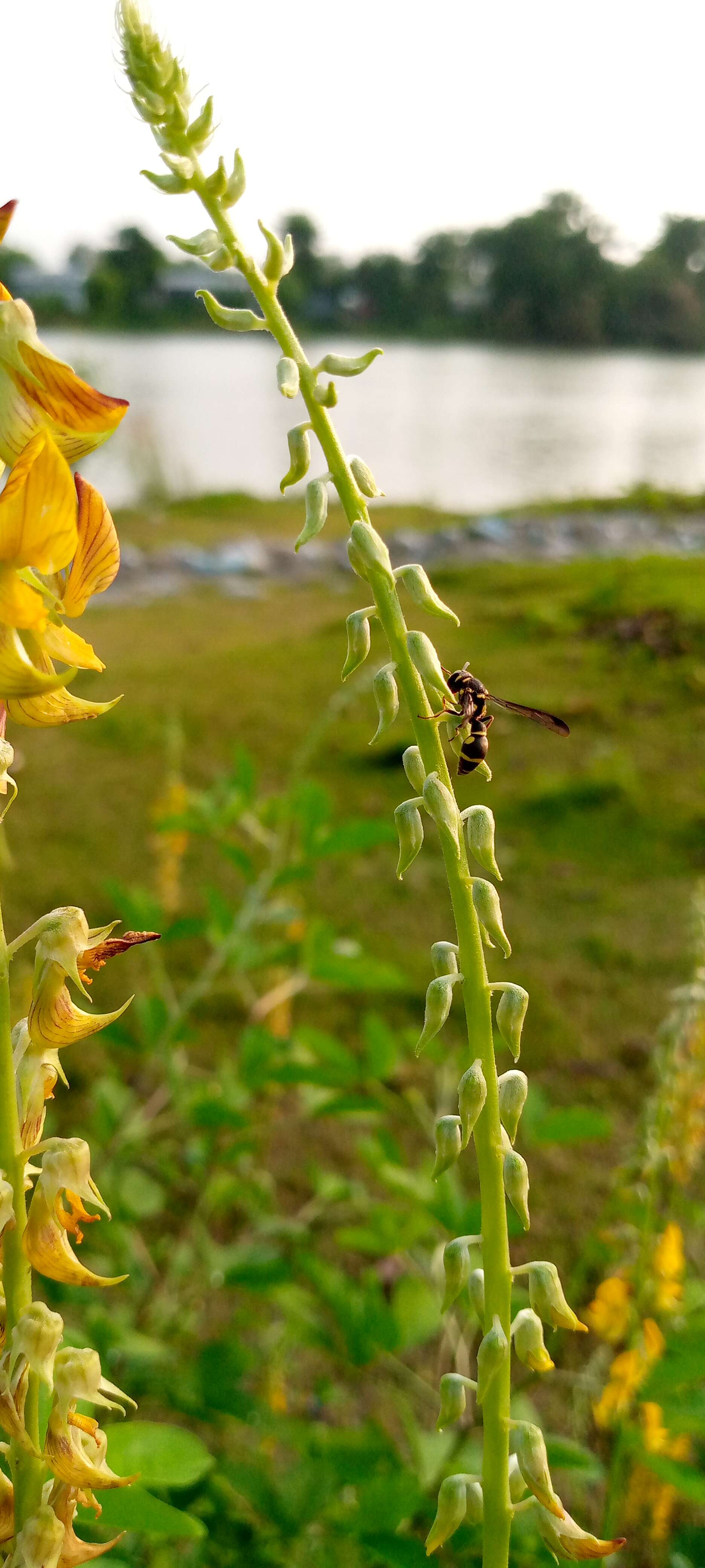 Image of smooth rattlebox