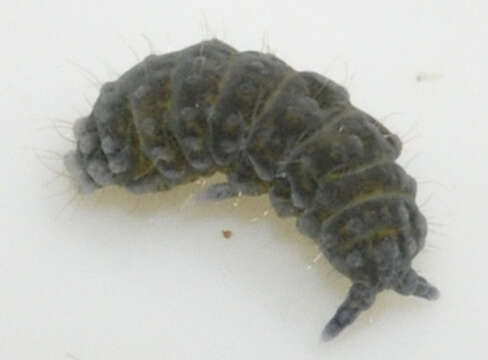 Image of Springtail