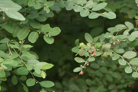 Phyllanthus reticulatus Poir. resmi