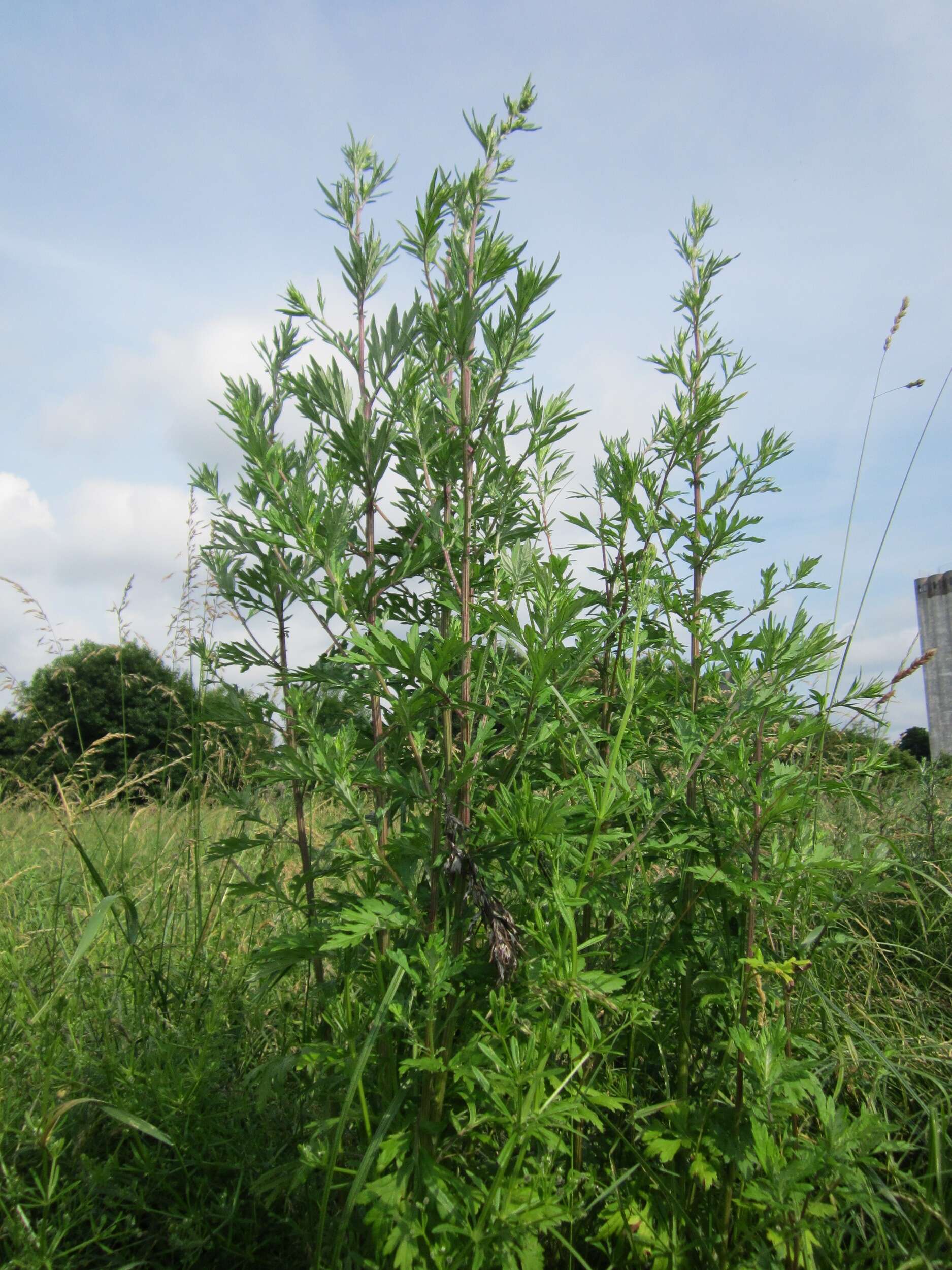 Image of common wormwood