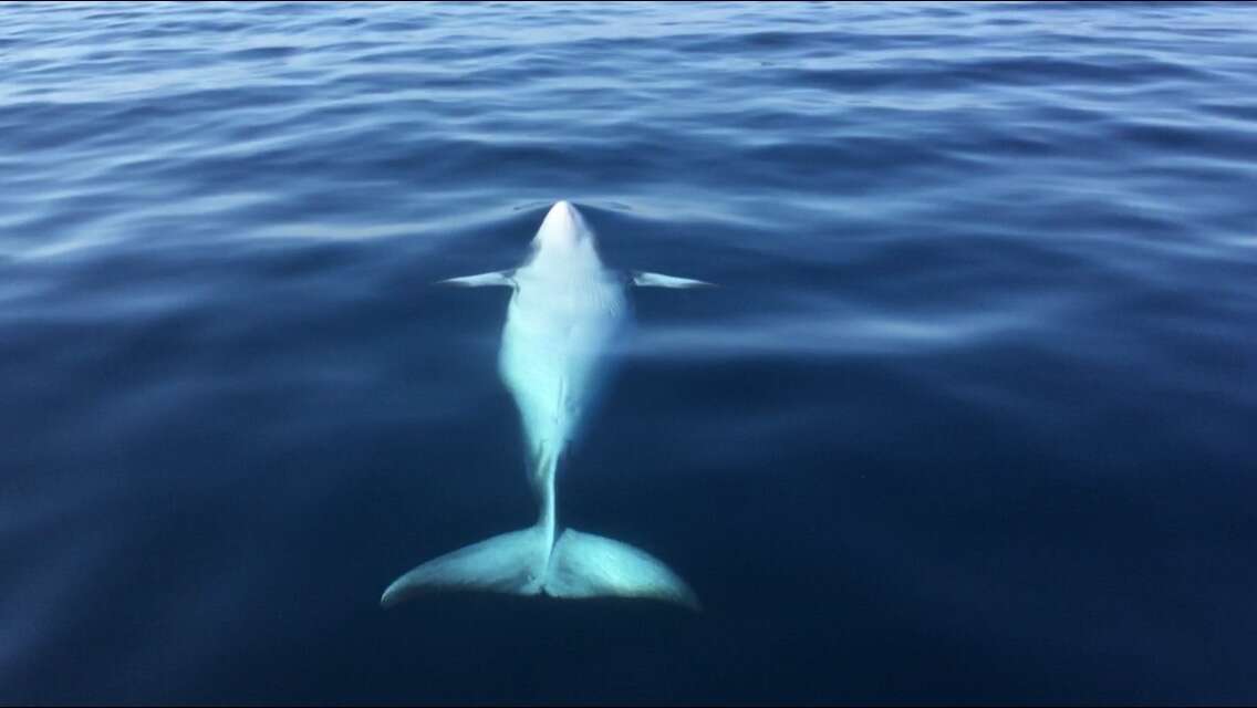 Image de Baleinoptère à museau pointu