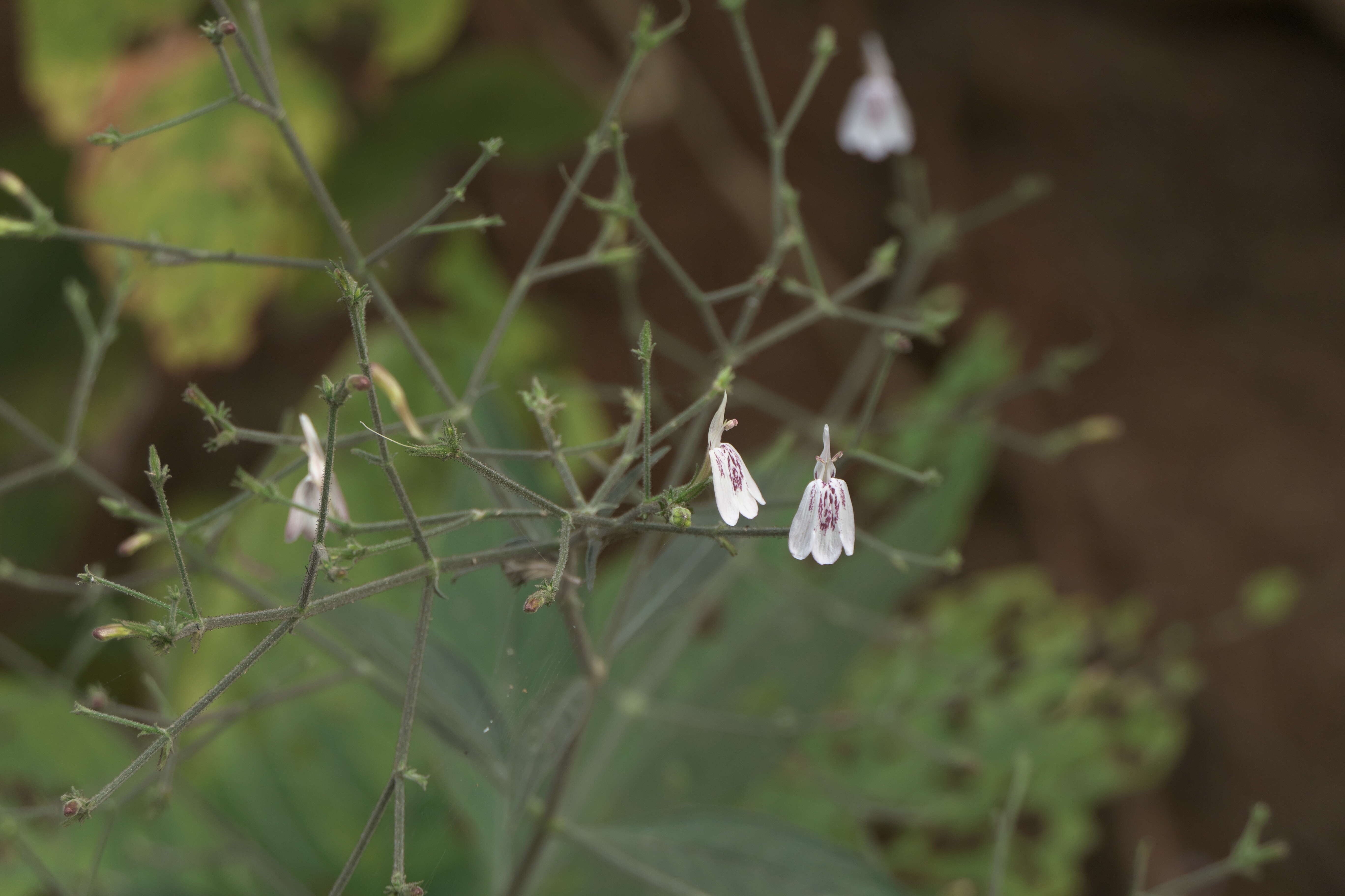 Rhinacanthus nasutus (L.) Kuntze resmi