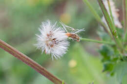 Слика од Sonchus asper (L.) Hill