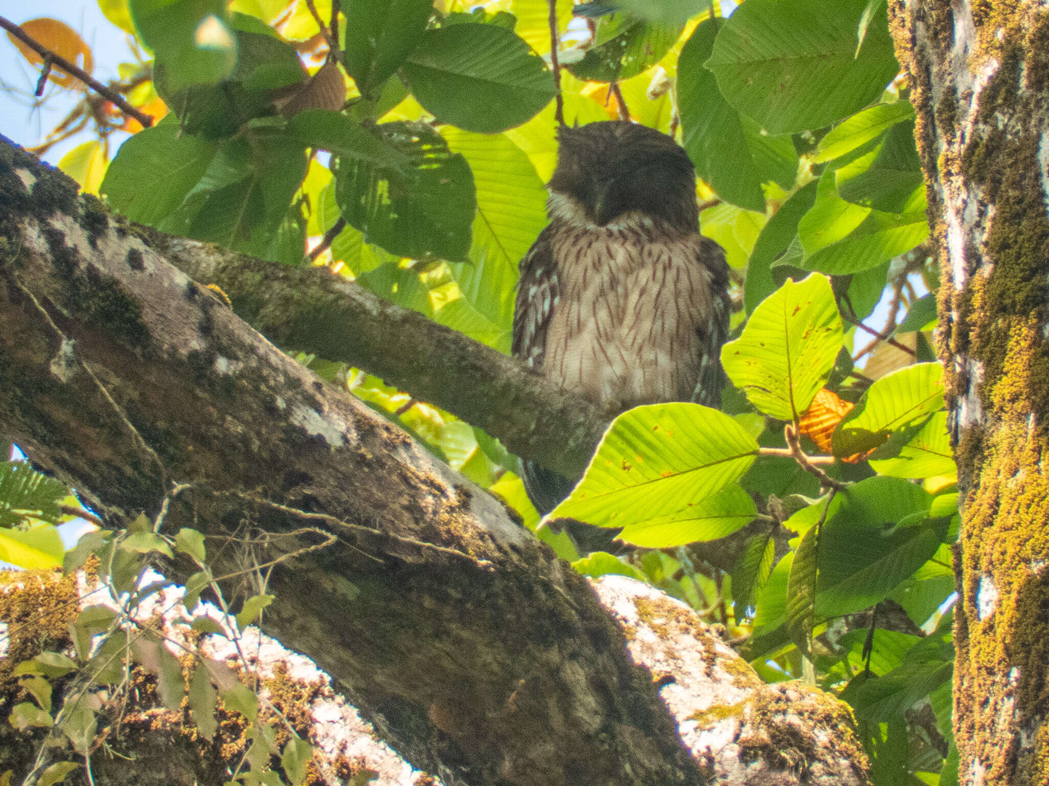 Image of Brown Fish Owl