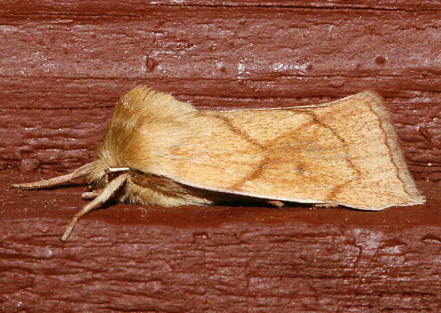 Image of V-lined Quaker Moth