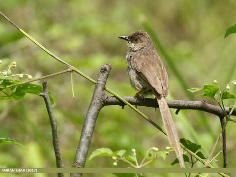 Image of Grey-breasted Prinia