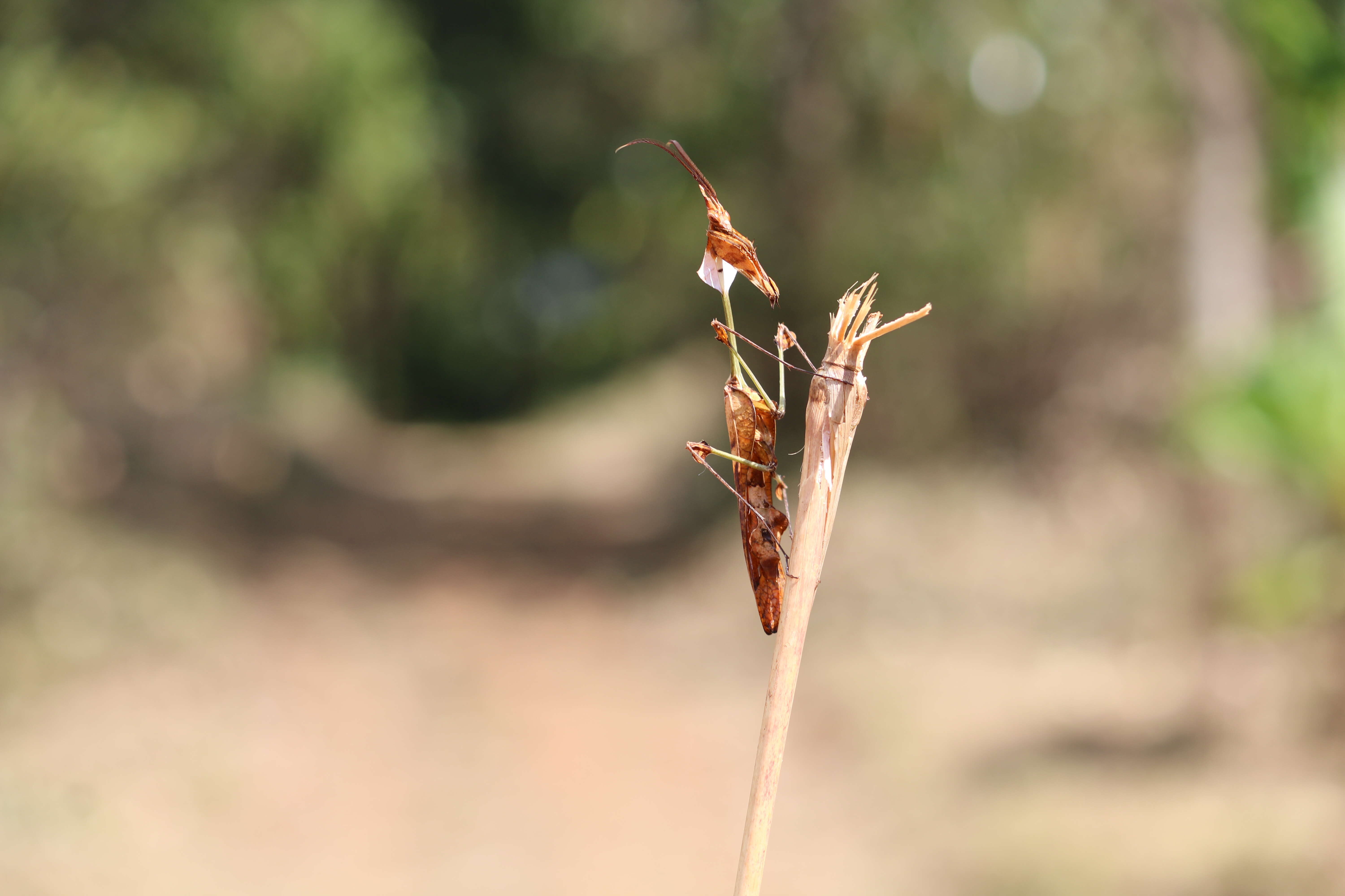 Image of Gongylus