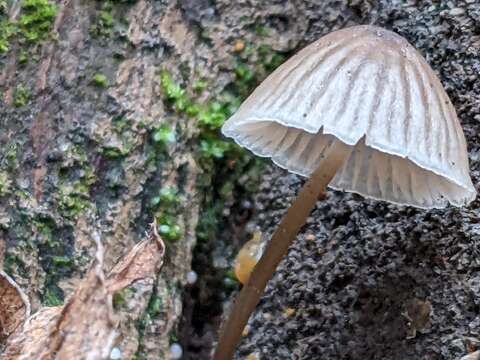 Image of Common Bonnet