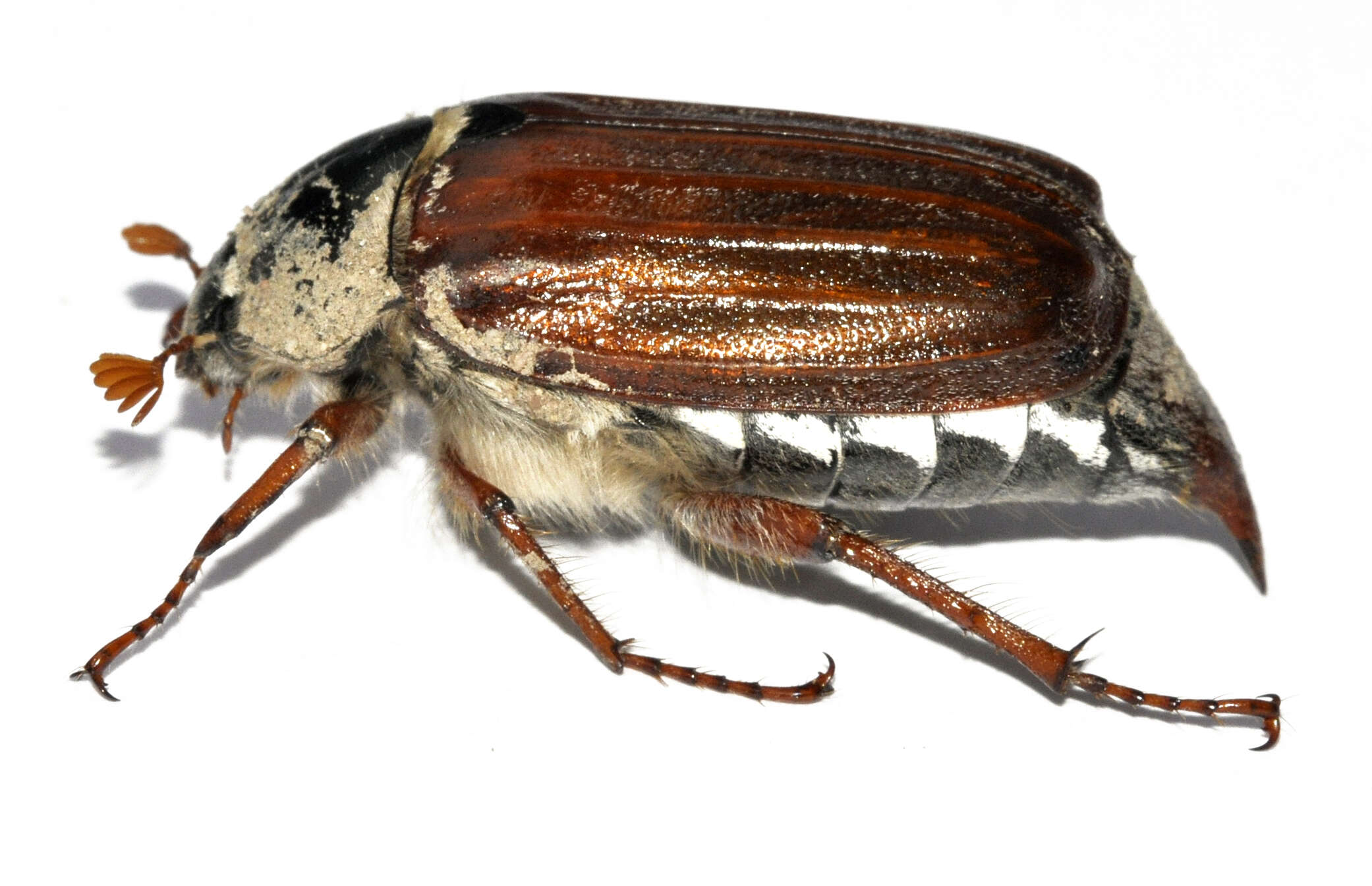 Image of Common cockchafer