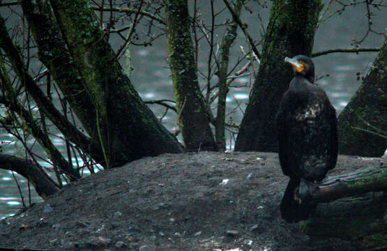 Image of Black Shag