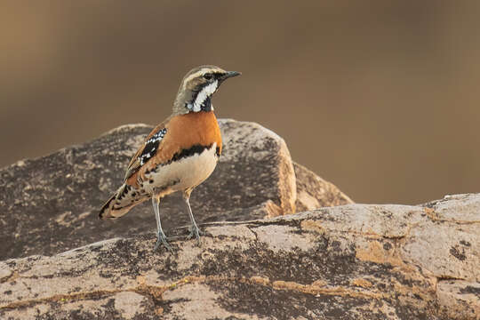 Imagem de Cinclosoma castaneothorax Gould 1849