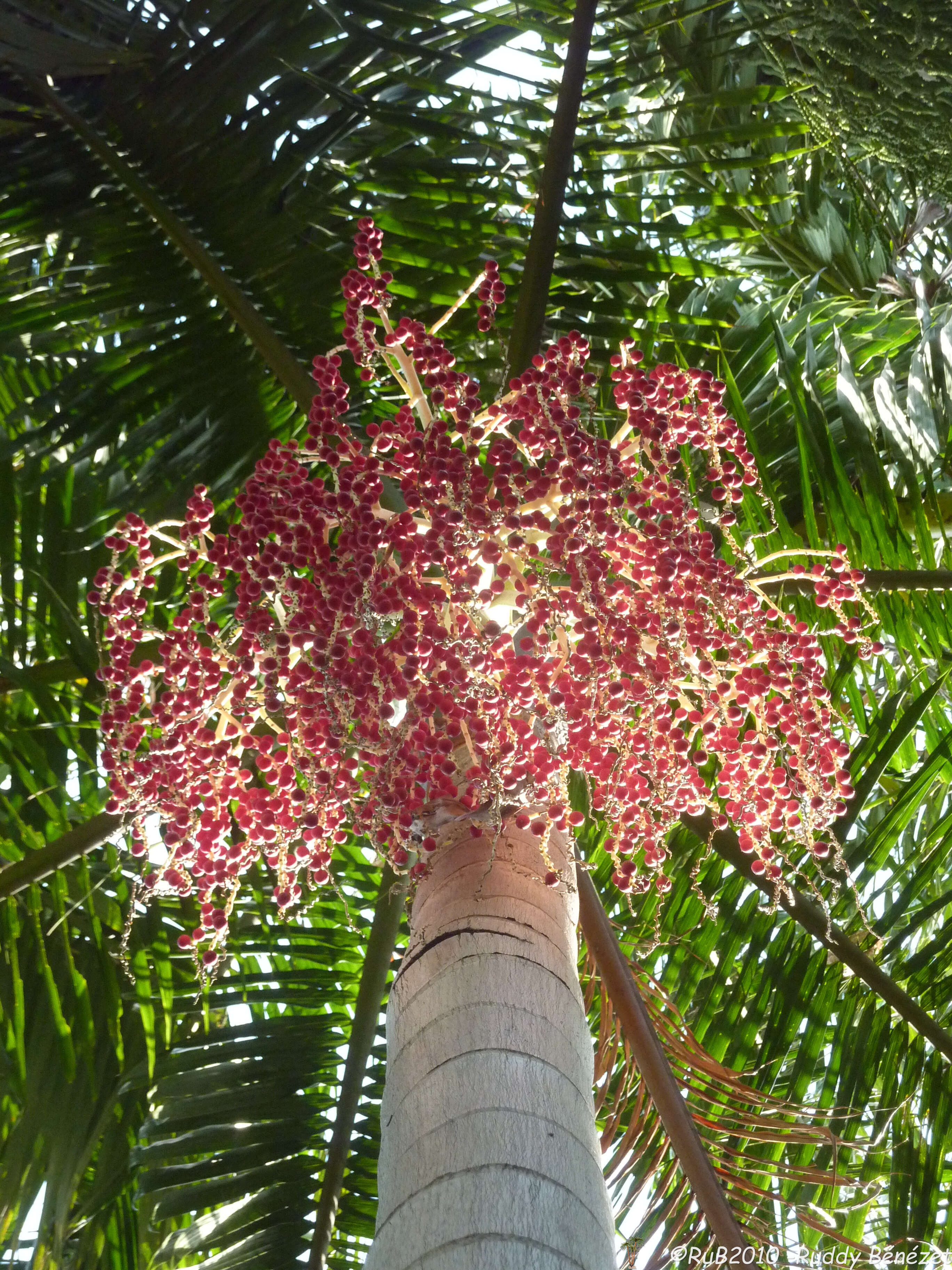 Image of Carpentaria acuminata (H. Wendl. & Drude) Becc.