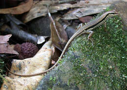 Image of Spotted Forest Skink