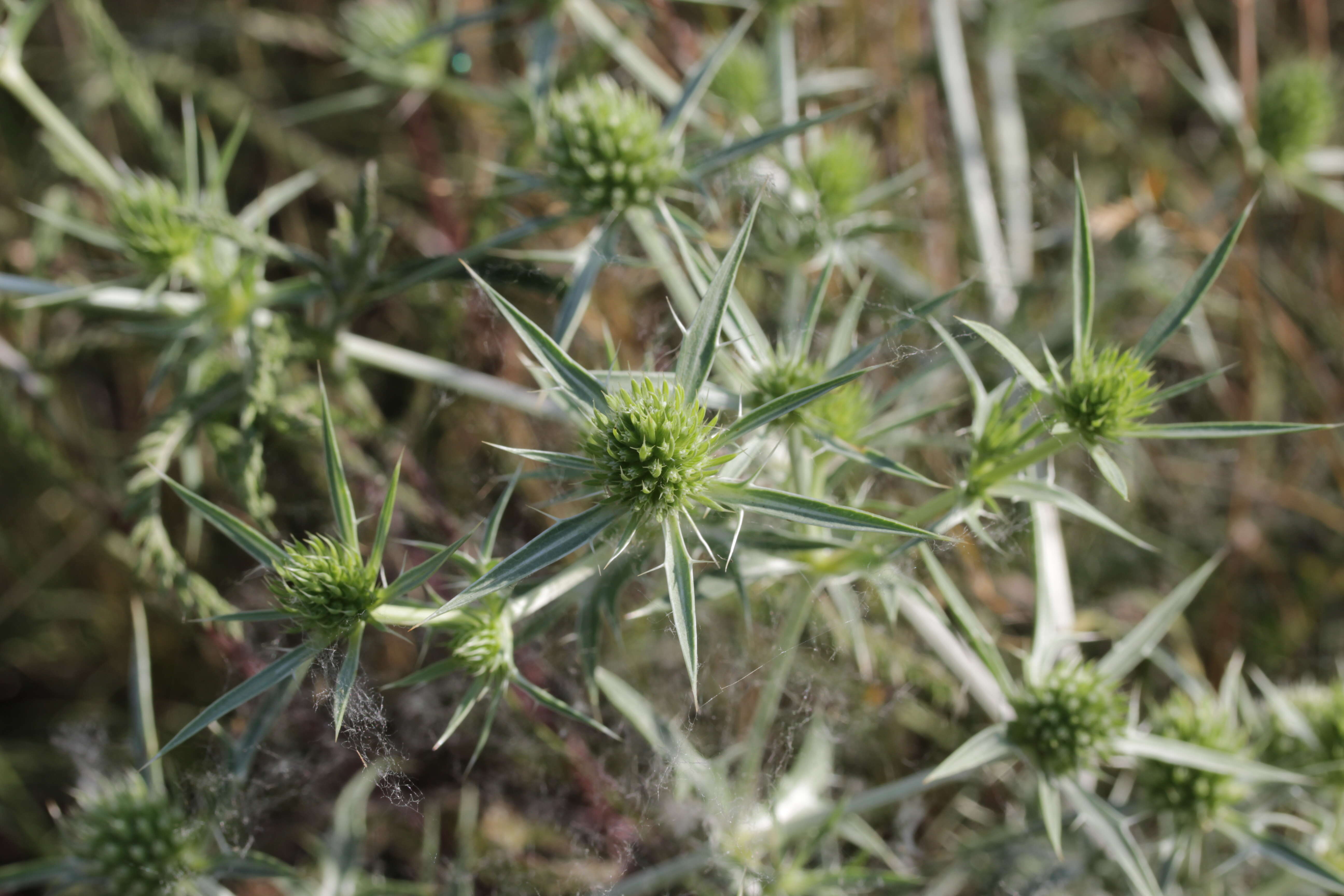 Eryngium campestre L. resmi