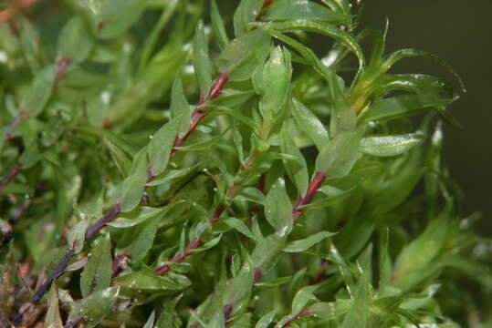 Image of Opal Thread-moss